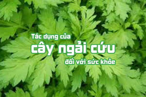 Ngải cứu chữa bệnh gì ? Một sốTác dụng của cây Ngải Cứu trong Đông y và sức khỏe