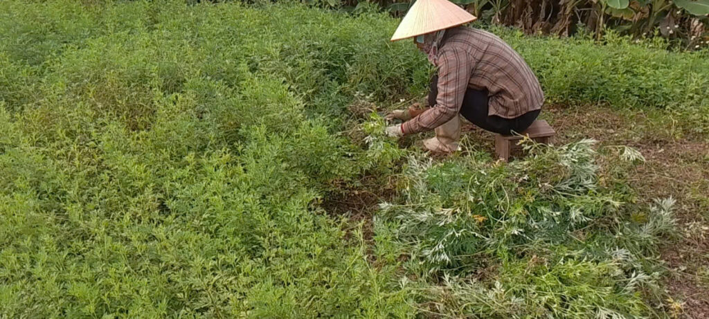 Về chúng tôi - Vườn ngải cứu Minh An tự nhiên  100%